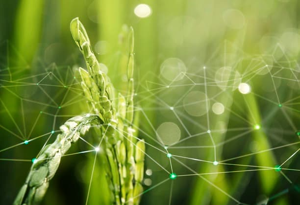 Geospatial & micrometerology based modelling for assessing the impact of invasive species on the hydrological fluxes, agriculture and food security and mitigation measures