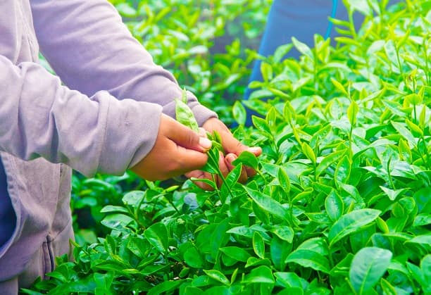 Climate Resilient Tea Cultivation & Manufacturing in South India via Adoption of Regenerative Practices, Energy Efficiency & GHG Management - Phase 1