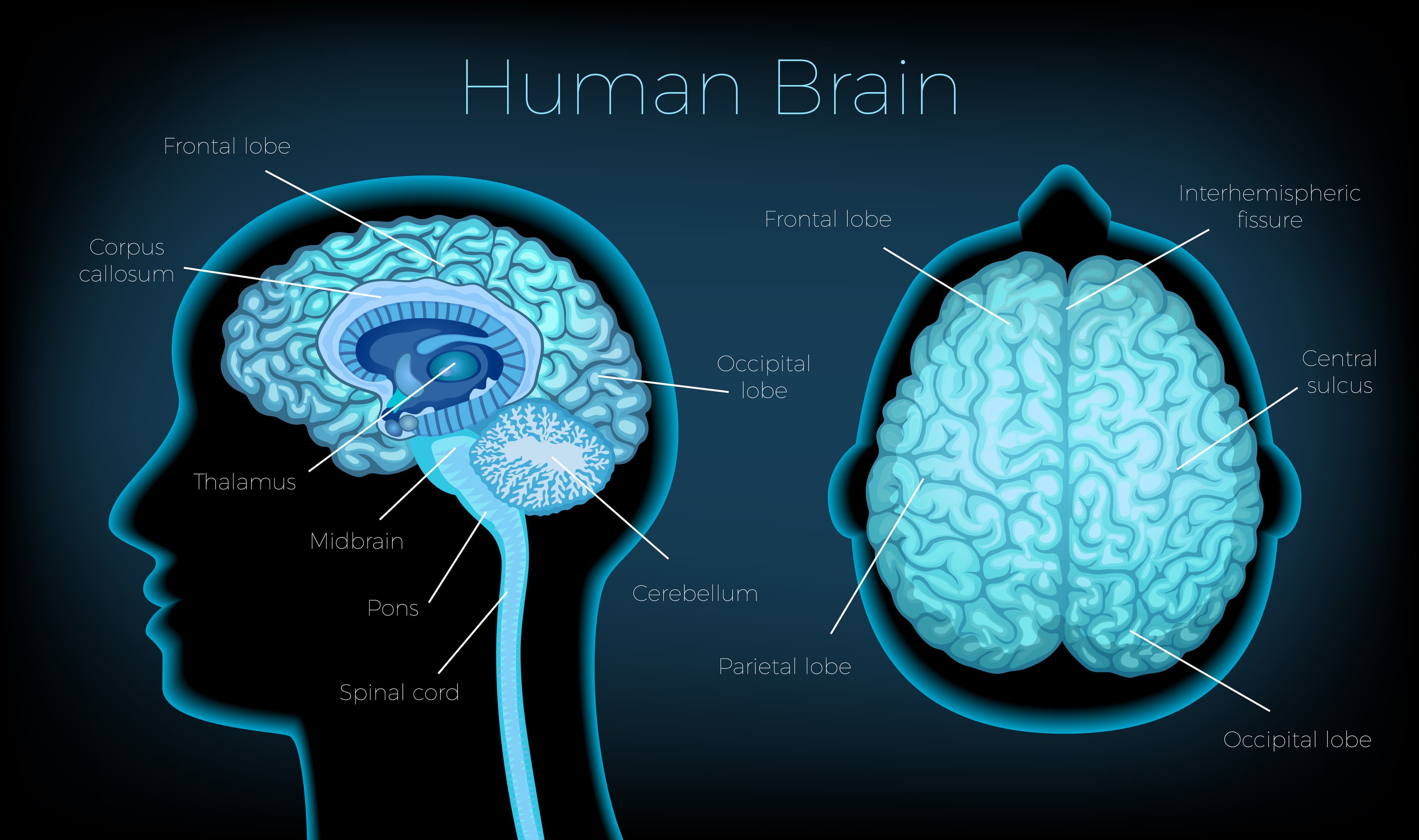 Proposal for supporting human brain imaging at brain centre
