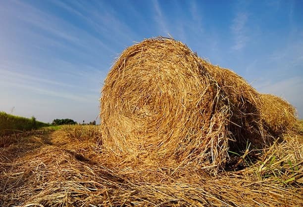 Paddy waste management leading to an energy storage via supercapacitor technology: Creating a new Farm-Energy synergy