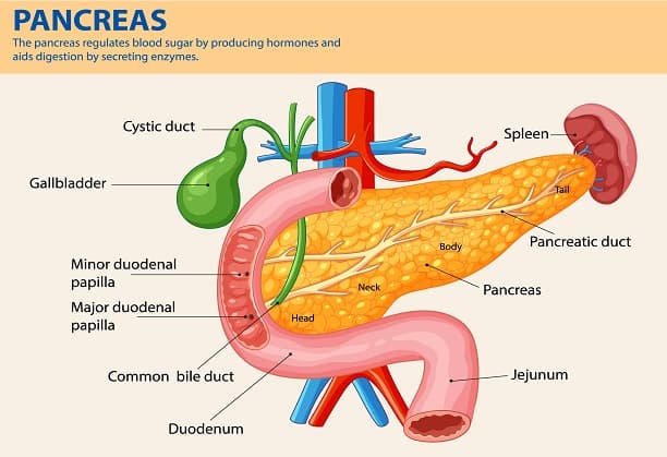 Multi-omic analysis to identify the mutational landscape, biomarkers and novel drug targets for Pancreatic cancer of Indian cohorts
