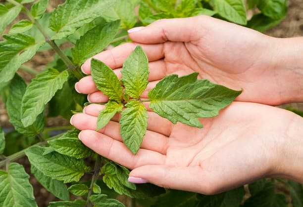Sustainable production of plant-derived anti-cancer drug lead Camptothecin via microbial fermentation route