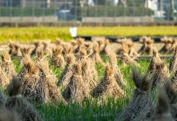 Bio-derived polyurethane precursors from agricultural waste proteins