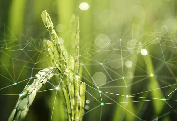 Geospatial & micrometerology based modelling for assessing the impact of invasive species on the hydrological fluxes, agriculture and food security and mitigation measures