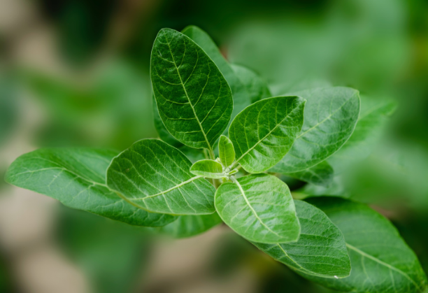 Biomedical characterization and rural implementation of Ayurvedic treatments