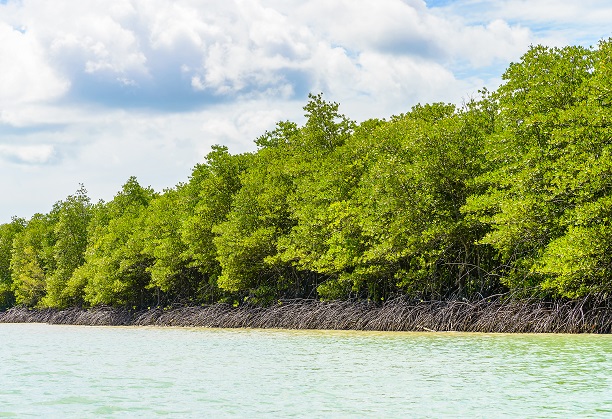 Mangrove Afforestation & Carbon Harvesting for Integrated Sustainability
