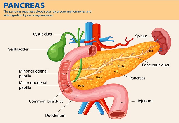 Multi-omic analysis to identify the mutational landscape, biomarkers and novel drug targets for Pancreatic cancer of Indian cohorts