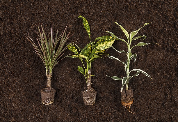 Plant species and sub-species identification with the help of computer vision