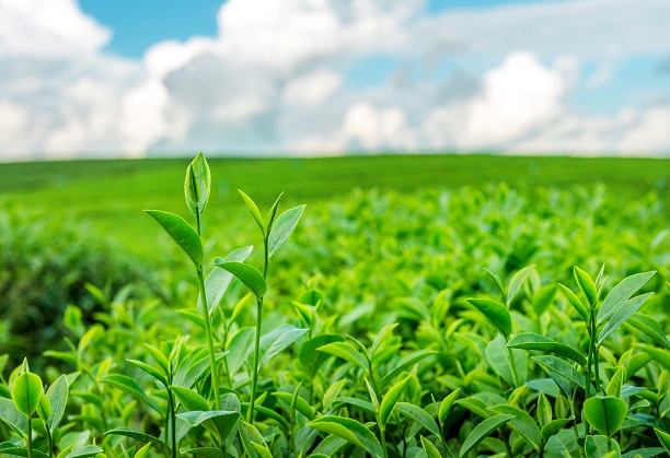 Harnessing environmental assessments for long-term health & yield-Tea Plantations' Evaluation and Response to Airborne pollutants and Climatic Tensions, Utilizing Advanced Instrumentation for Future Projections and Strategic Mitigation
